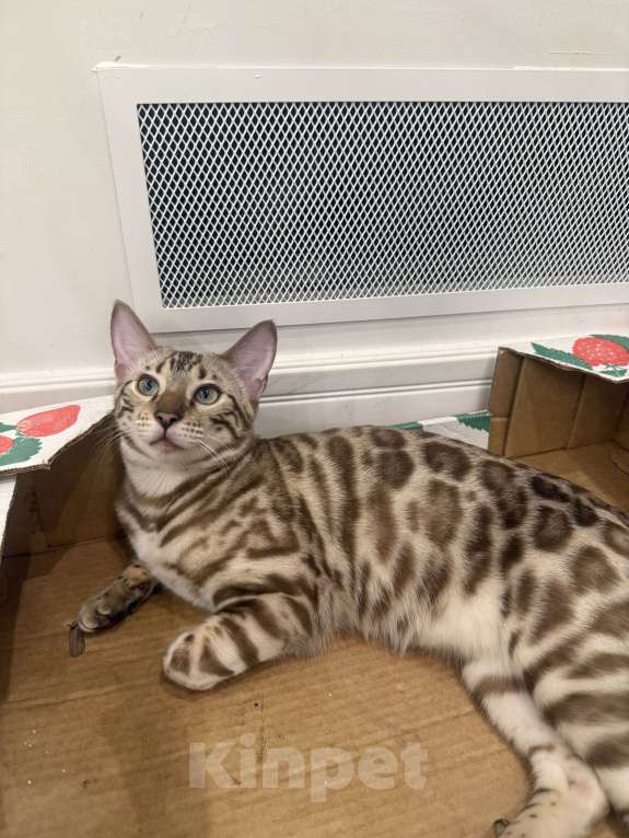 Кошки в Москве: Бенгальский котенок (девочка) Девочка, 40 000 руб. - фото 5