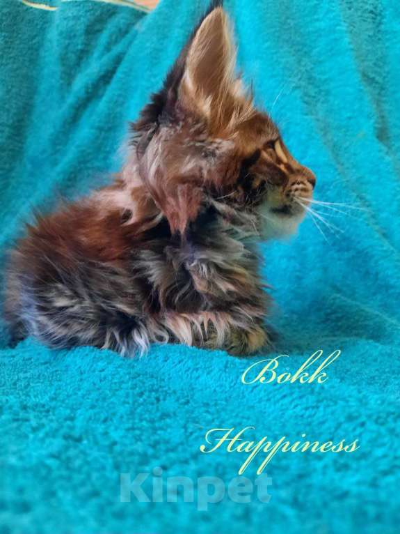 Кошки в Воронеже: Мейн-кун из питомника  Мальчик, 60 000 руб. - фото 2