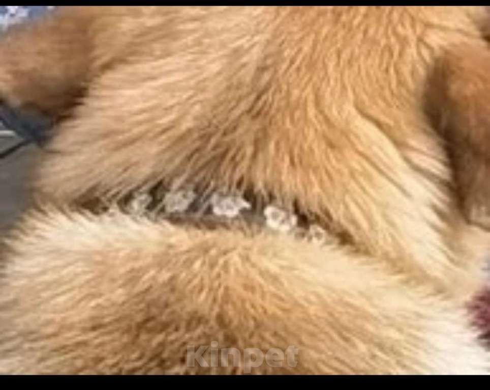 Собаки в других городах Нижегородской области: Пропала собака на трассе м12 Девочка, 3 000 руб. - фото 2