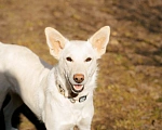 Собаки в Красногорске: Молоденькая Белочка 1,5 года ищет дом Девочка, Бесплатно - фото 1
