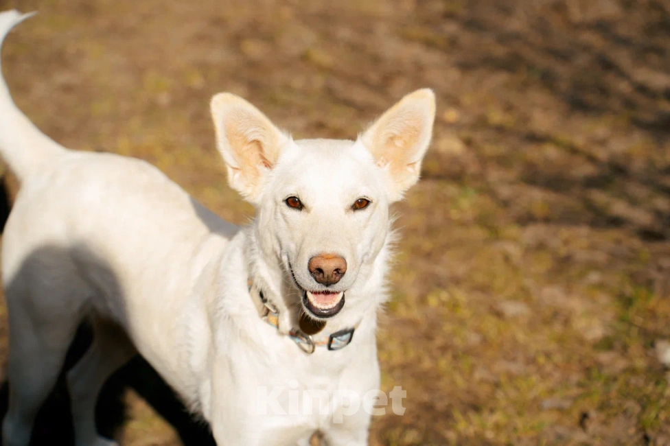 Собаки в Красногорске: Молоденькая Белочка 1,5 года ищет дом Девочка, Бесплатно - фото 1