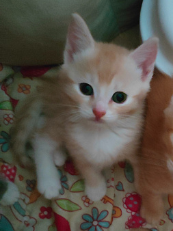 котенок даром