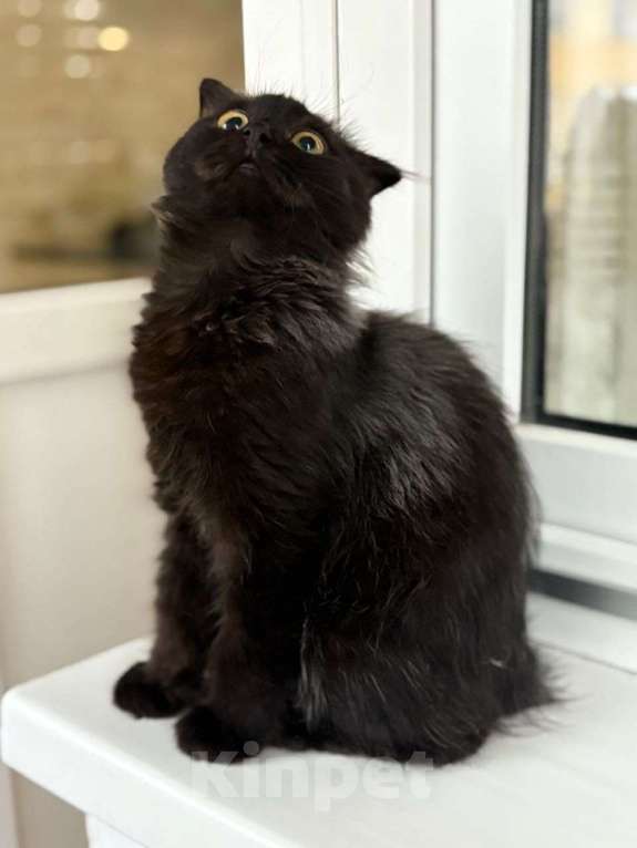 Кошки в Москве: Котенок вислоушка в добрые руки  Девочка, Бесплатно - фото 2