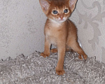 Кошки в Москве: Абиссинские котята с документами Мальчик, 30 000 руб. - фото 5