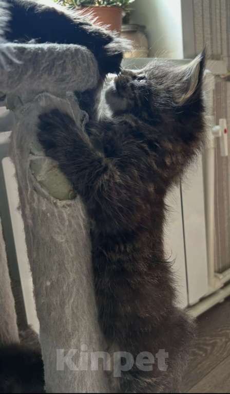Кошки в Твери: мейн кун котята Мальчик, 40 000 руб. - фото 2