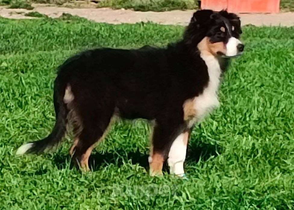 Собаки в Твери: Щенки австралийской овчарки (аусси) 4 мес Девочка, 30 000 руб. - фото 6