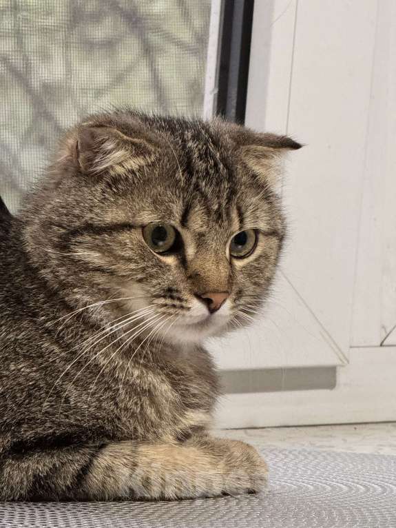 Кошки в Новочеркасске: Найден вислоухий кот  Мальчик, Бесплатно - фото 3