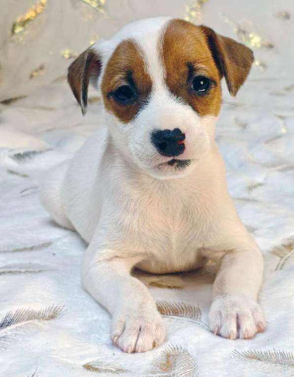 Собаки в других городах Московской области: Девочка Парсон Рассел терьера Девочка, 45 000 руб. - фото 1