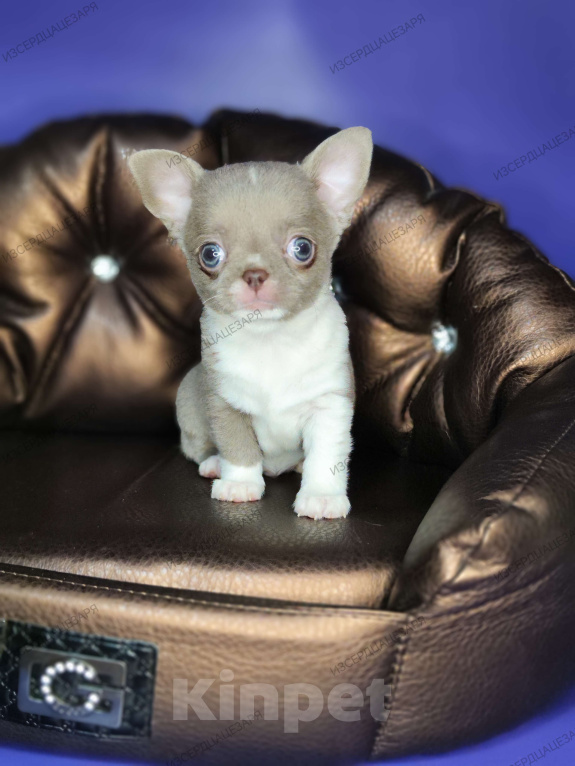 Собаки в Москве: Лиловые чудо мальчик чихуахуа  Мальчик, 45 000 руб. - фото 1