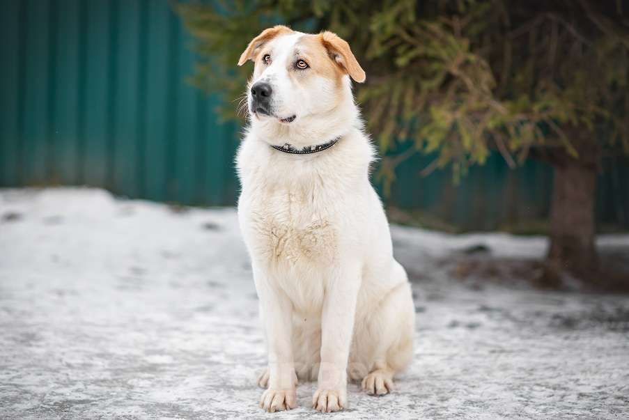 Собаки в Москве: Альба Девочка, Бесплатно - фото 3