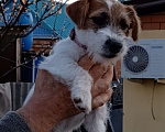 Собаки в других городах Краснодарского края: Девочка Джек рассел Девочка, 30 000 руб. - фото 3