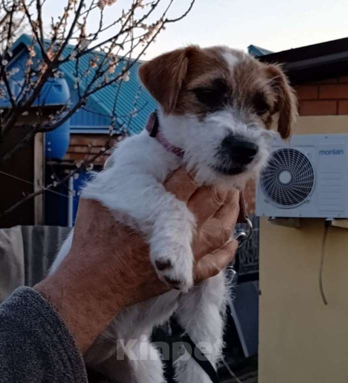 Собаки в других городах Краснодарского края: Девочка Джек рассел Девочка, 30 000 руб. - фото 3