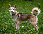 Собаки в Москве: Молодой метис хаски, волчонок Вольф ищет семью Мальчик, 111 руб. - фото 2