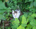 Кошки в Звенигороде: Найдены котята Мальчик, Бесплатно - фото 3