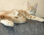 Кошки в Ленинске: Мейн Кун котята, 15 000 руб. - фото 7