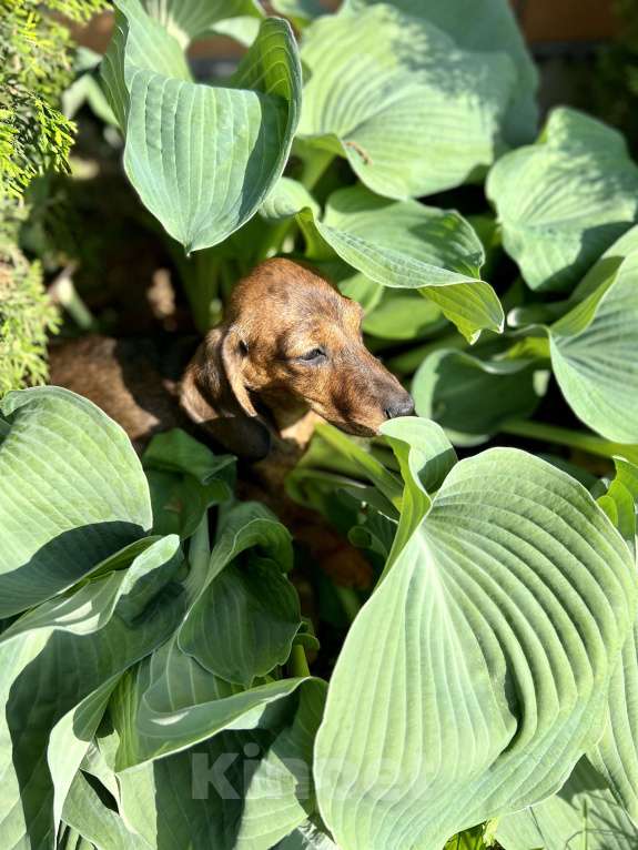 Собаки в Москве: Шикарная Тигровая кроличья девочка кролик  Девочка, 90 000 руб. - фото 8