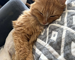 Кошки в Москве: Рыжий кот в добрые руки Мальчик, Бесплатно - фото 3
