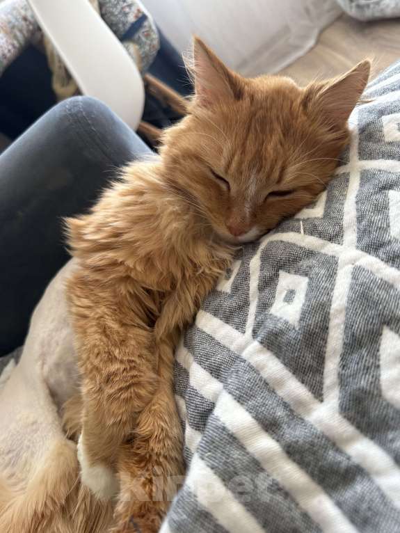 Кошки в Москве: Рыжий кот в добрые руки Мальчик, Бесплатно - фото 3