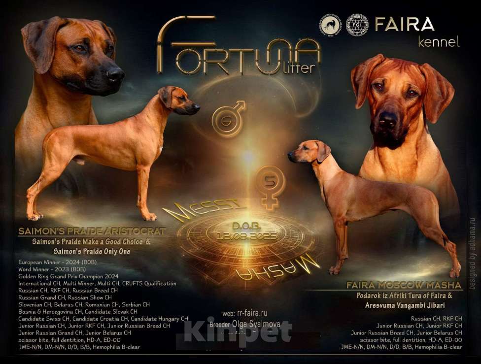 Собаки в Москве: Щенки родезийского риджбека Девочка, 50 000 руб. - фото 8