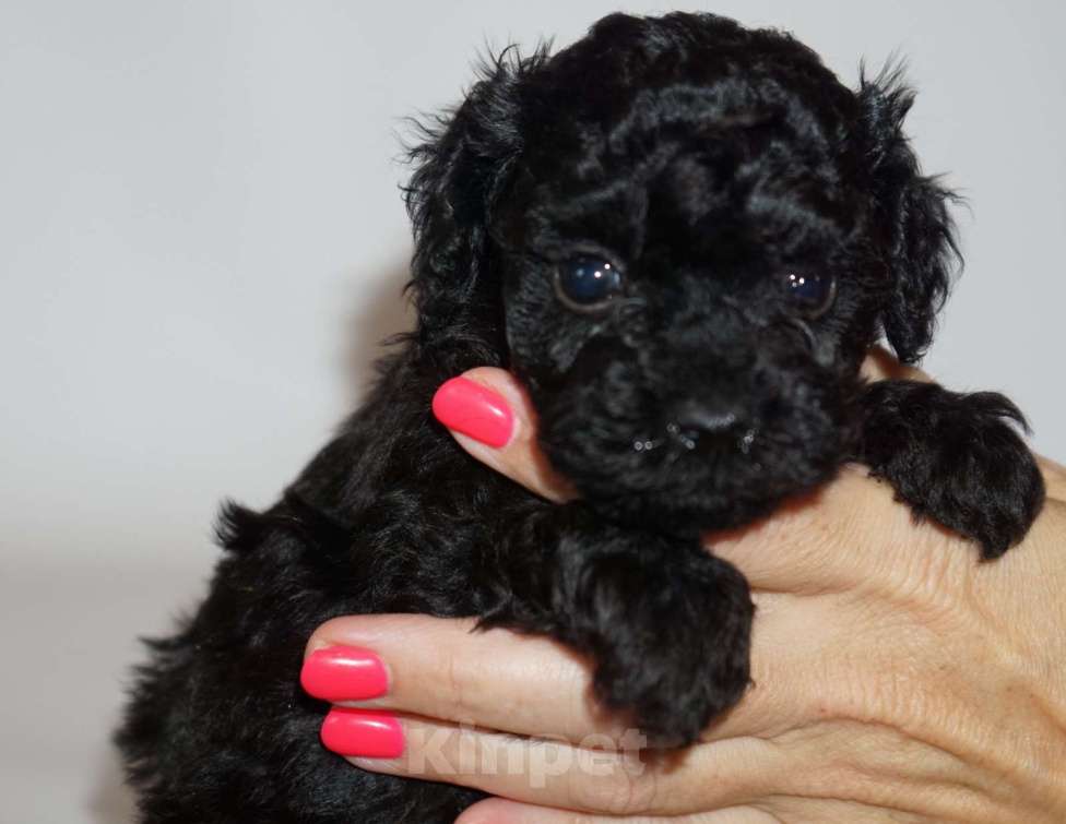 Собаки в Кудрово: Той пудель Девочка, 80 000 руб. - фото 1