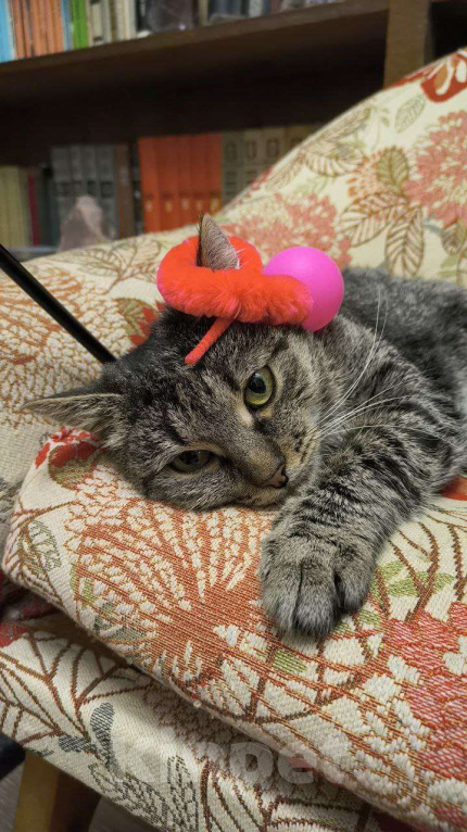 Кошки в Москве: Полосатая красотка Ленди Девочка, Бесплатно - фото 3