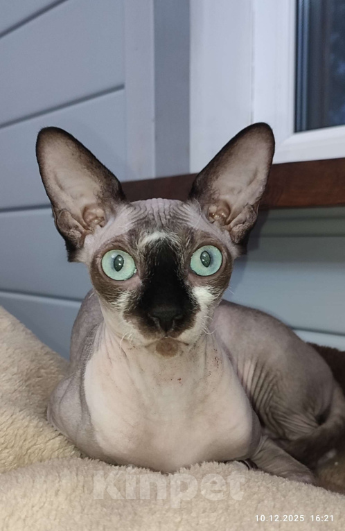 Кошки в Москве: Котята канадского сфинкса  Девочка, Бесплатно - фото 4