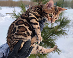 Кошки в Москве: Бенгальский котик Грей Мальчик, 50 000 руб. - фото 1