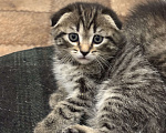 Кошки в Ульяновске: Шотландский котенок  Мальчик, 6 000 руб. - фото 4