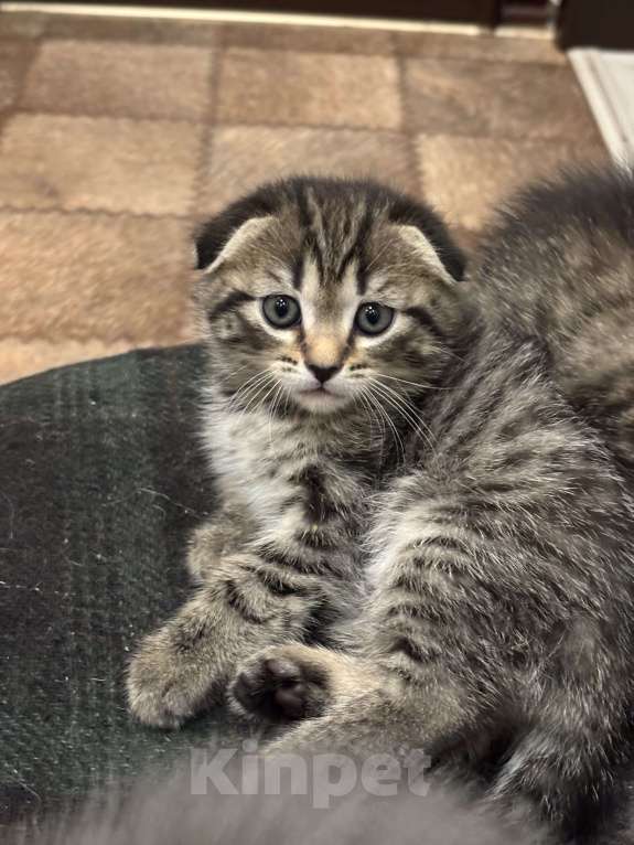 Кошки в Ульяновске: Шотландский котенок  Мальчик, 6 000 руб. - фото 4