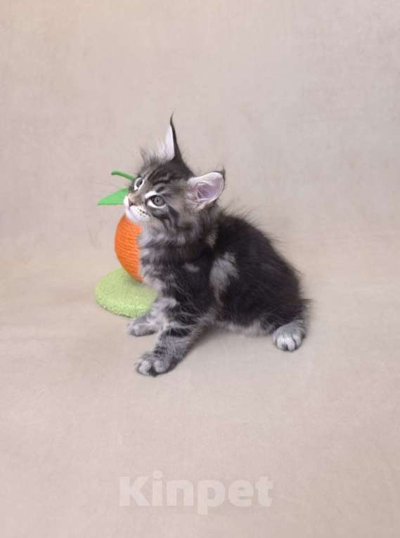 Кошки в Москве: Мальчик помет С Мальчик, 65 000 руб. - фото 7