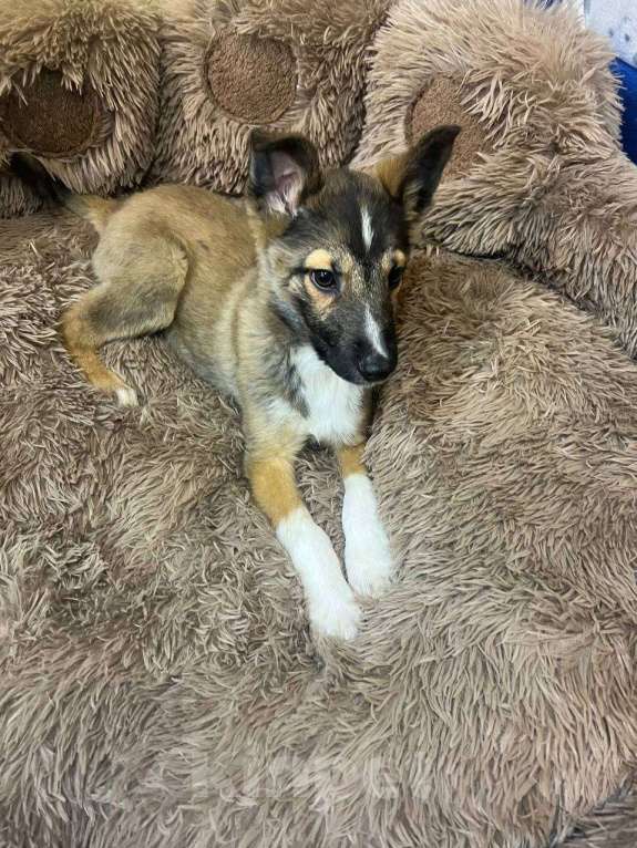 Собаки в других городах Московской области: Месси якутенок из ппбж Мальчик, Бесплатно - фото 8