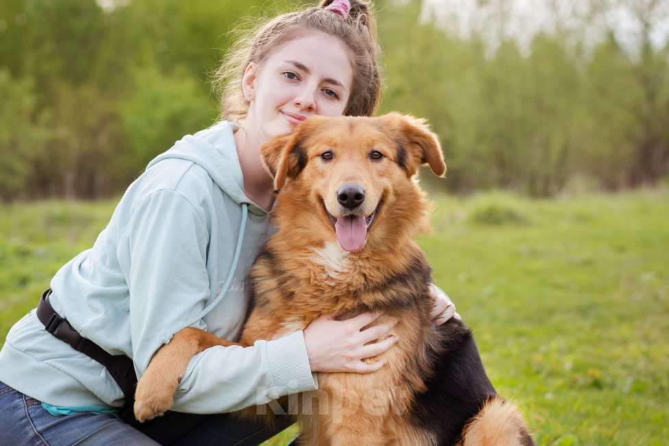 Собаки в Москве: Миндаль - собака в добрые руки Мальчик, Бесплатно - фото 5