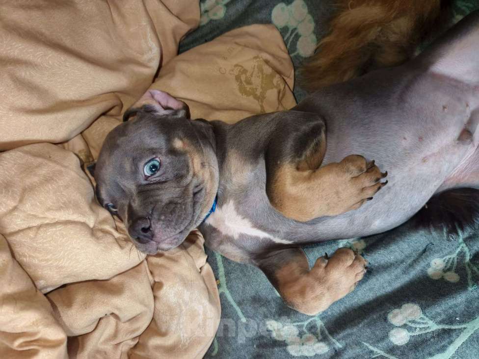 Собаки в других городах Ленинградской области: Моцарт Мальчик, 45 000 руб. - фото 2