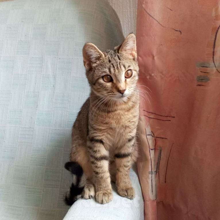 Кошки в Санкт-Петербурге: Котëнок Леоша в добрые руки Мальчик, Бесплатно - фото 5