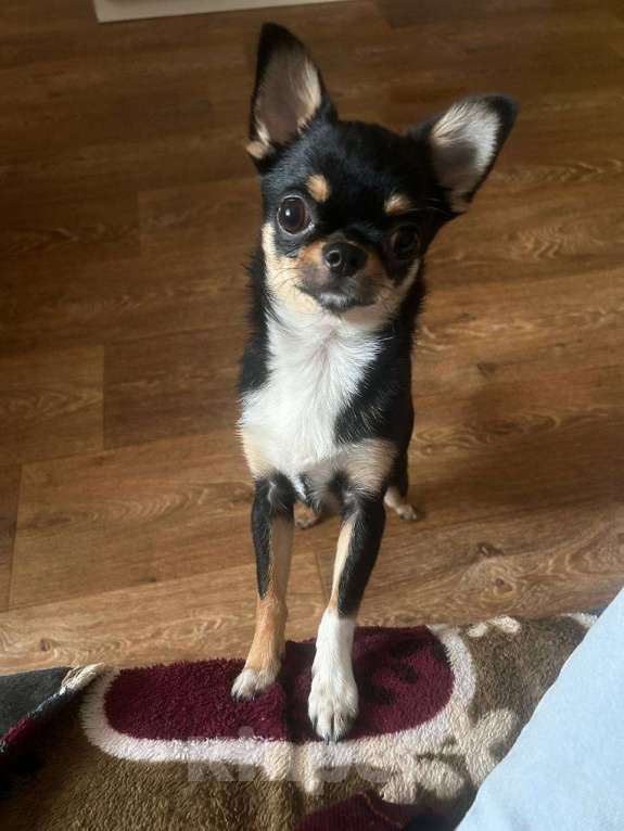 Собаки в Владимире: Щенок Мальчик, 20 000 руб. - фото 3