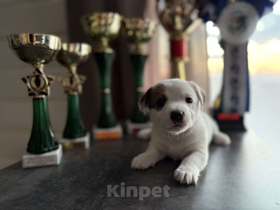 Собаки в других городах Московской области: Щенок Джек Рассел терьер Девочка, Бесплатно - фото 3