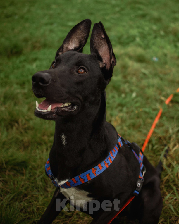 Собаки в Кудрово: Отис в поисках родителя Мальчик, Бесплатно - фото 8