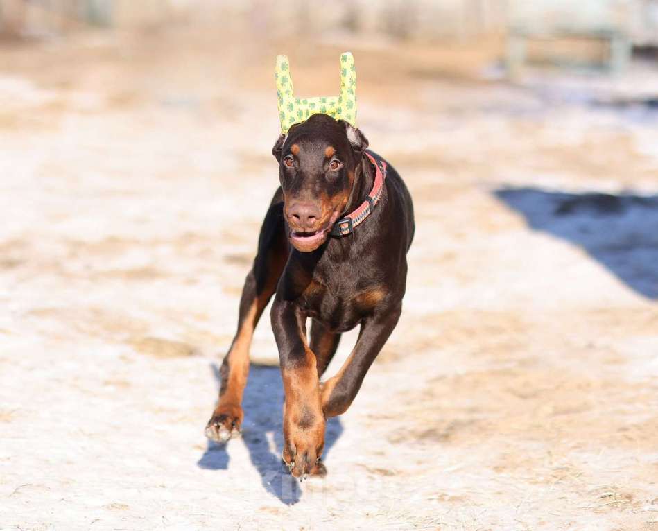 Собаки в Клине: Доберман, кобель, 4 месяца Мальчик, 100 000 руб. - фото 4