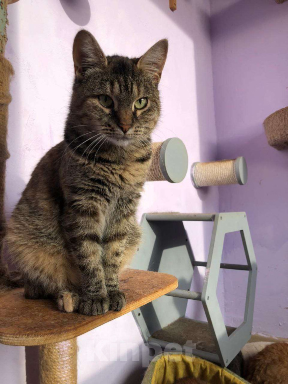 Кошки в Дмитрове: Молодая кошечка Соня. Девочка, Бесплатно - фото 6