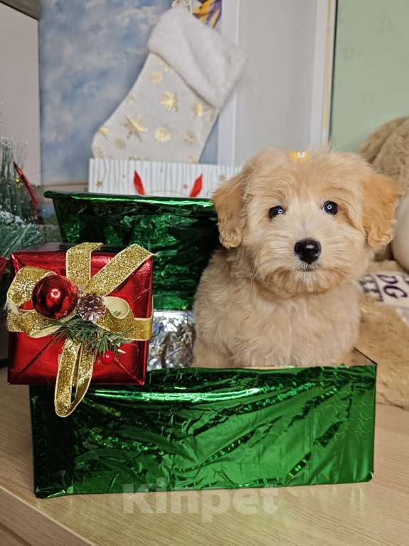 Собаки в Москве: Той пудель mini девочка  Девочка, 85 000 руб. - фото 3