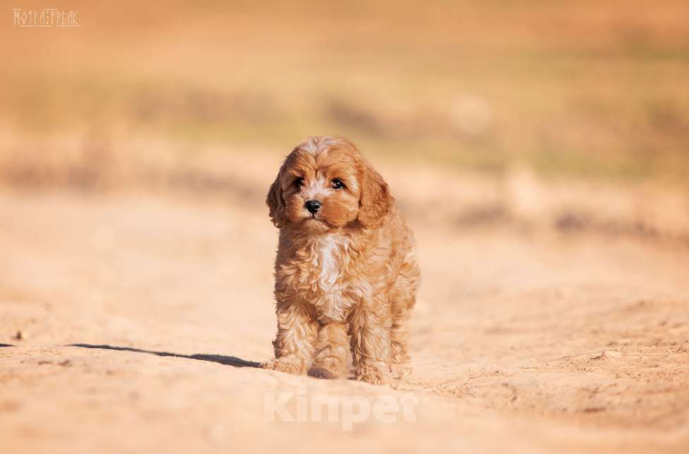Собаки в Москве: КАВАПУ ПЛЮША Девочка, Бесплатно - фото 2