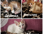 Кошки в других городах Ростовской области: Отдам в добрые руки котят Девочка, Бесплатно - фото 1