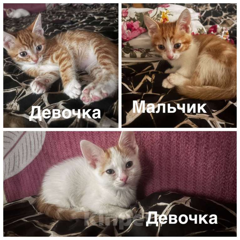 Кошки в других городах Ростовской области: Отдам в добрые руки котят Девочка, Бесплатно - фото 1