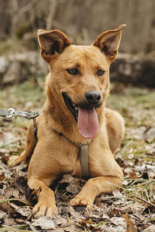 Собаки в Москве: Собака в добрые руки Девочка, Бесплатно - фото 2