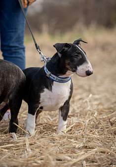 Перспективный кобель стандартного бультерьера от здоровой и красивой пары чемпионов