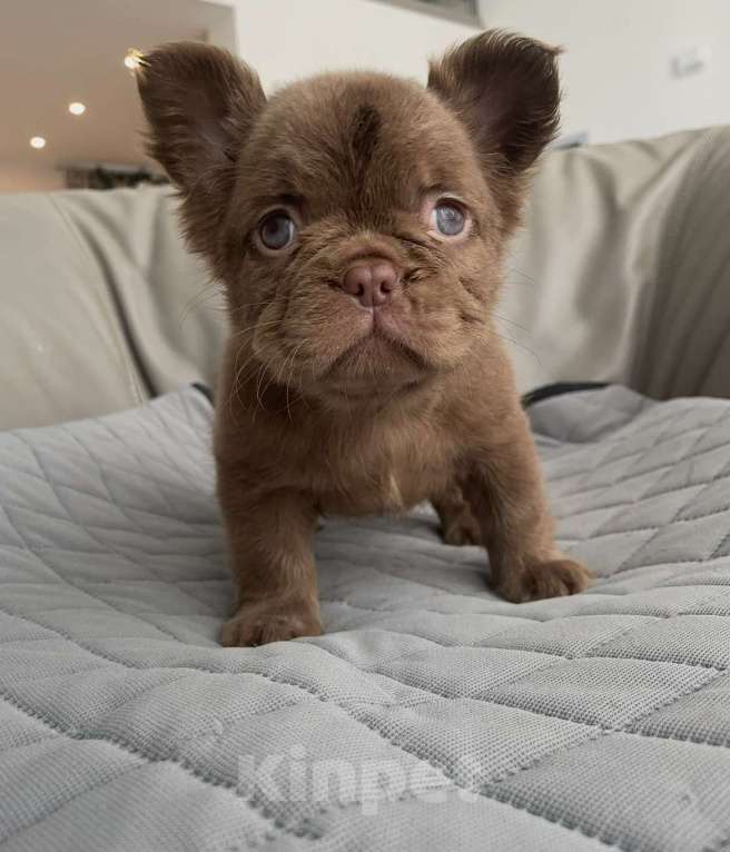 Собаки в Санкт-Петербурге: Девочка д/ш фр. Бульдог Мальчик, 60 000 руб. - фото 3