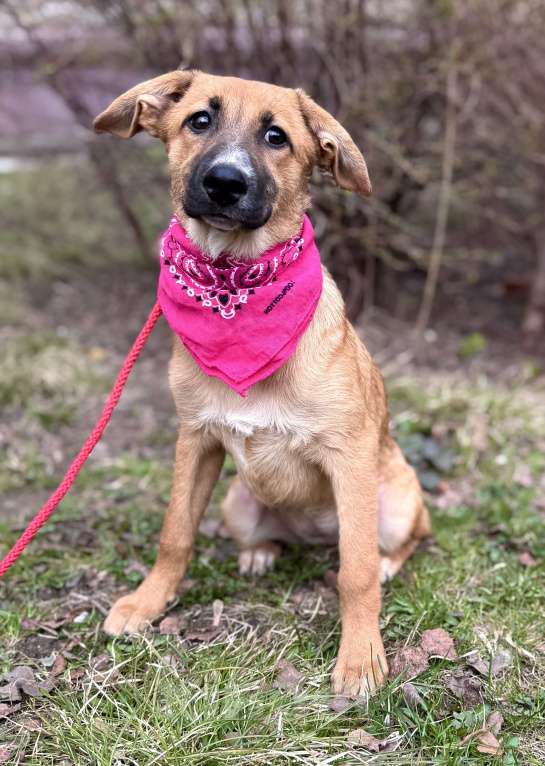 Собаки в Москве: Щенок Минди ищет дом Девочка, Бесплатно - фото 7