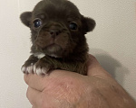 Собаки в Санкт-Петербурге: Щенок чихуахуа Девочка, 50 000 руб. - фото 2
