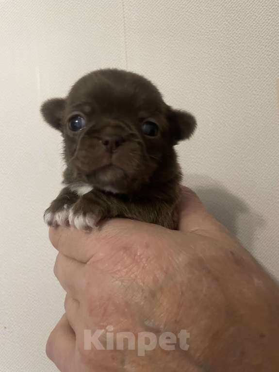 Собаки в Санкт-Петербурге: Щенок чихуахуа Девочка, 50 000 руб. - фото 2