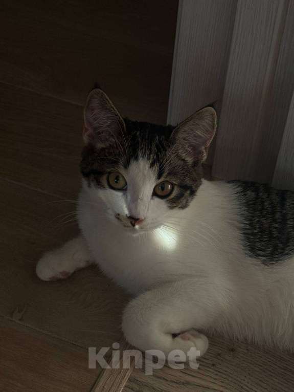 Кошки в Москве: Фифочка Девочка, Бесплатно - фото 1